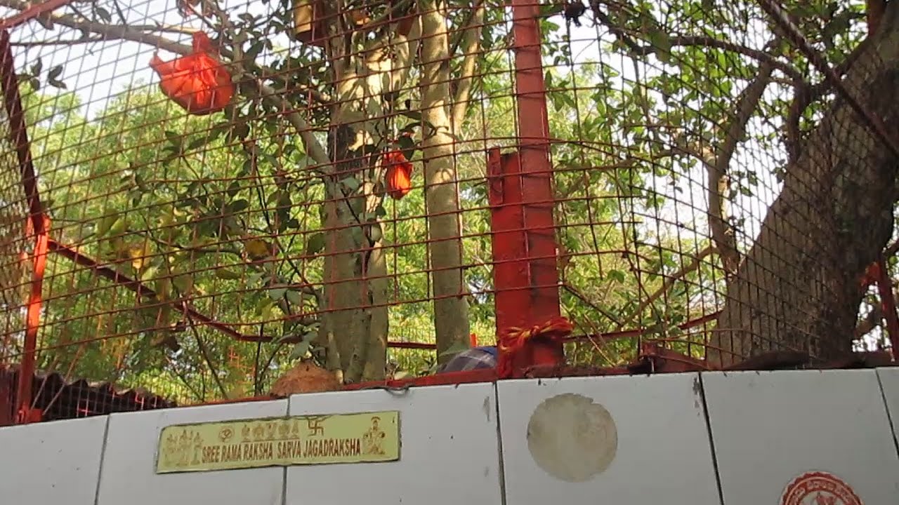 Audumbar Tree (Fig Tree) at Sangam & its history